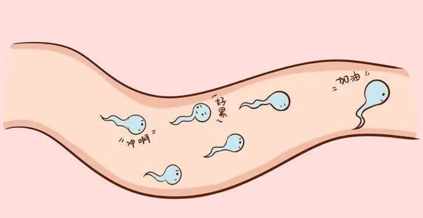 男性备孕精子成活率低怎么办？