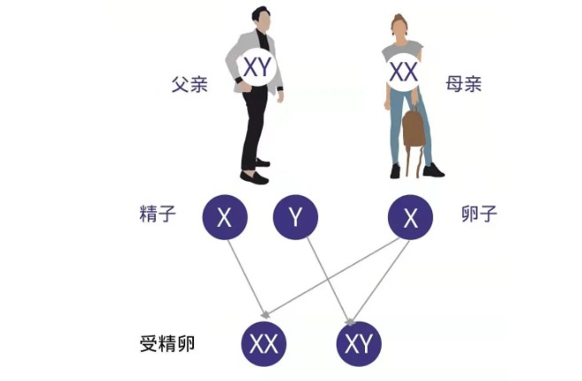 怎样备孕才能提高生男孩的几率？