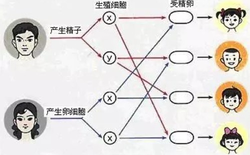 什么因素会影响胎儿性别呢？