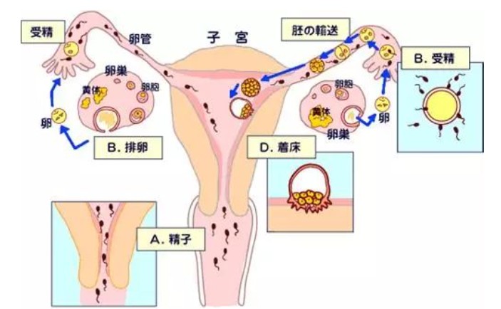 怀孕多久开始有早孕反应？