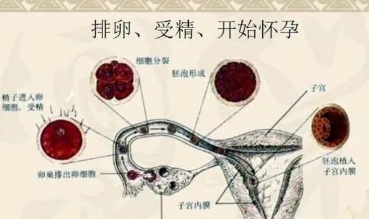 同房后最早几天有早孕反应，最早第二周，三周内四个反应错不了